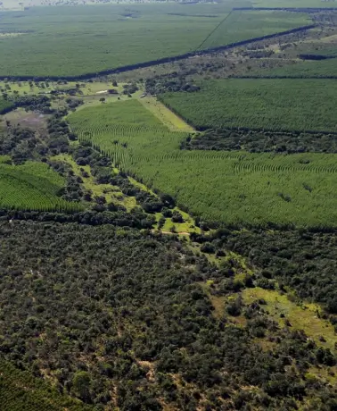 Vista aérea de campos agrÃcolas com áreas de vegetação densa e plantações em diferentes tons de verde.