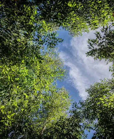 Vista para o céu azul através de um cÃrculo formado por folhas verdes de árvores.