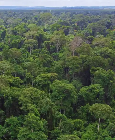 Vista aérea de densa floresta tropical verde estendendo-se até o horizonte sob céu claro.