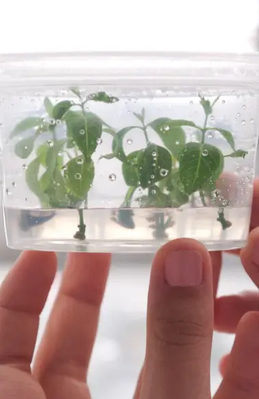 Mãos segurando recipiente plástico transparente com pequenas plantas verdes em crescimento dentro.