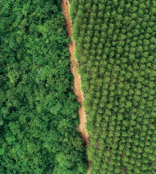 Vista aérea de uma mata nativa densa à esquerda e um plantio ordenado de árvores à direita, separados por um caminho de terra.