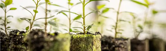 Mudas de plantas crescendo em pequenos vasos revestidos de musgo, alinhadas em fileira.