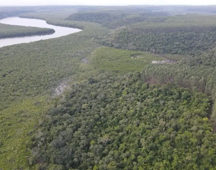 Vista aérea de uma grande área de floresta densa com um rio sinuoso ao fundo.