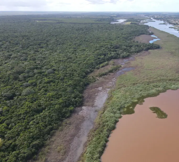 Vista aérea de floresta densa ao lado de um rio de água barrenta com vegetação na margem sob céu parcialmente nublado.
