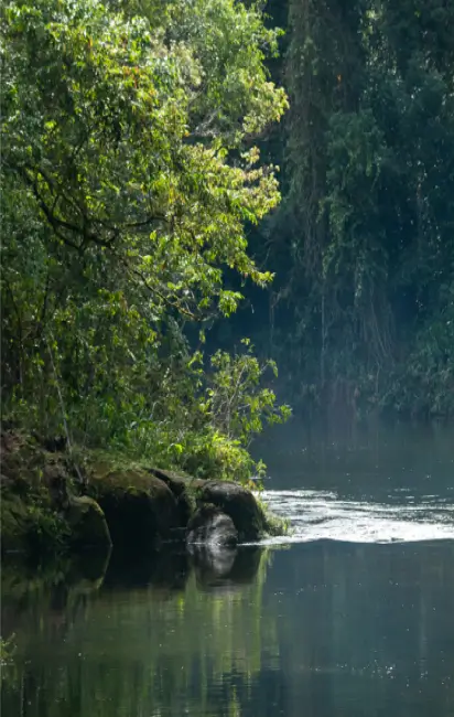 Curso d'água calmo cercado por vegetação densa e árvores em uma área natural.