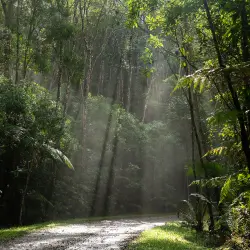 Trilha na floresta com raios de sol penetrando entre árvores altas e vegetação densa.