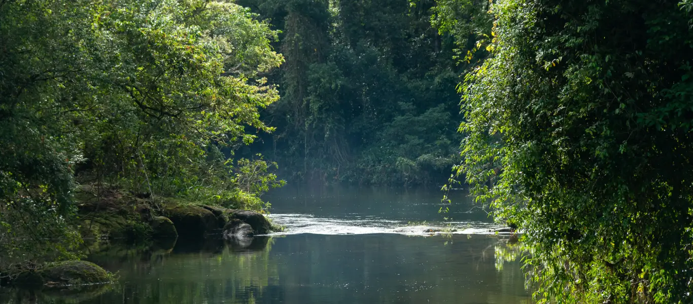 Rio tranquilo cercado por árvores verdes densas refletindo na água.