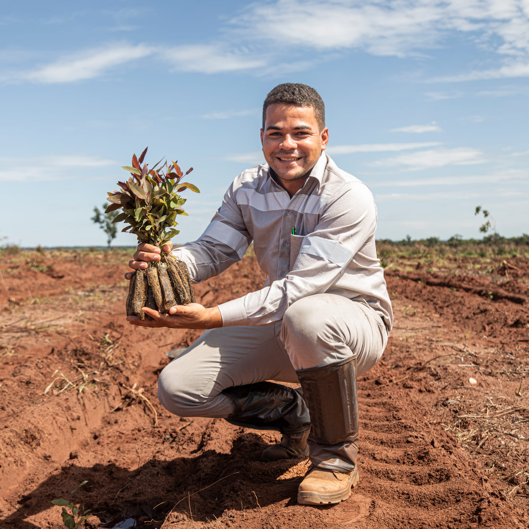 Homem agachado em campo agrícola segurando mudas de plantas com raízes envoltas em tremoços.