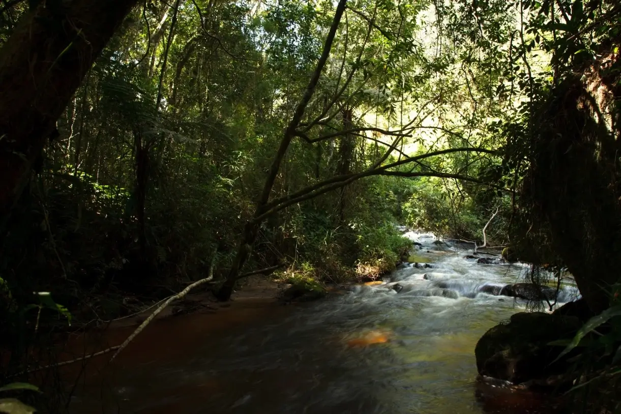 Rio com água corrente cercado por vegetação densa em floresta iluminada pela luz do sol.