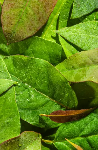 Folhas verdes com gotas de orvalho brilhando sob luz natural.
