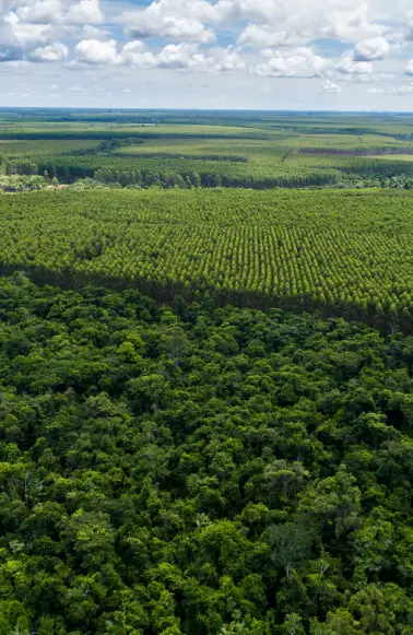 Vista aérea de uma vasta área de floresta tropical densa com plantações organizadas ao fundo sob céu parcialmente nublado.
