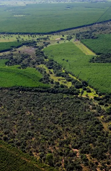 Vista aérea mostrando uma mistura de áreas agrícolas verdes e uma área densa de floresta.