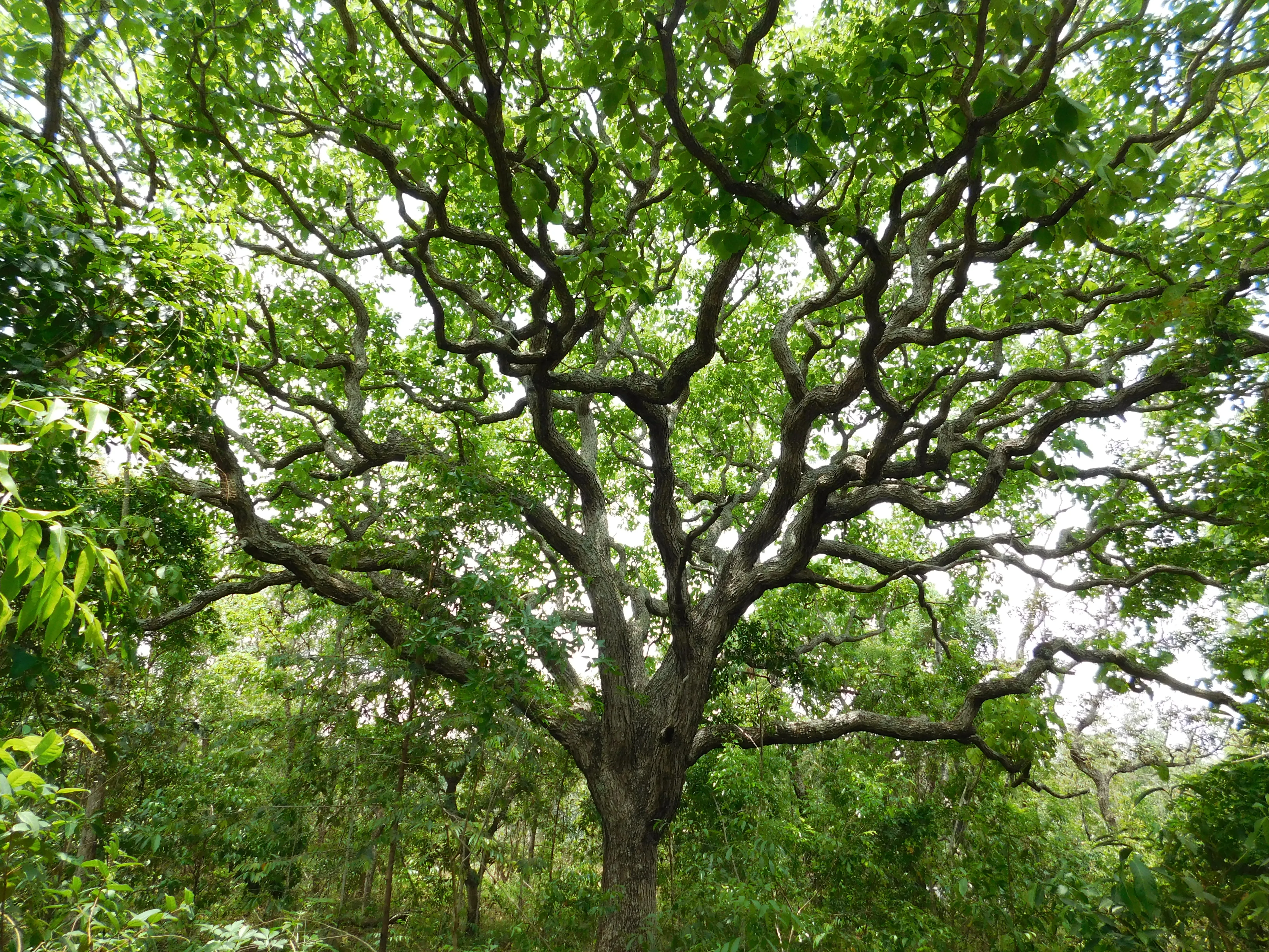 Árvore pequi com tronco grosso e galhos largos e contorcidos, rodeada por folhagem verde de mata nativa.