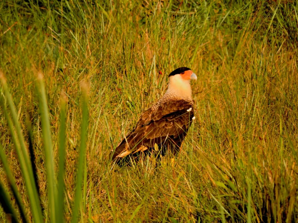 Carcará bird standing on grassy terrain with brown and white feathers and black cap on head.