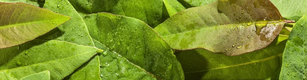 Folhas verdes com gotas de água espalhadas, destacando textura e nervuras.