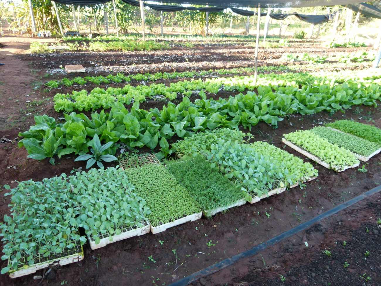 Suzano lança ação para fortalecer vendas da agricultura familiar de MS em meio à pandemia do coronavírus