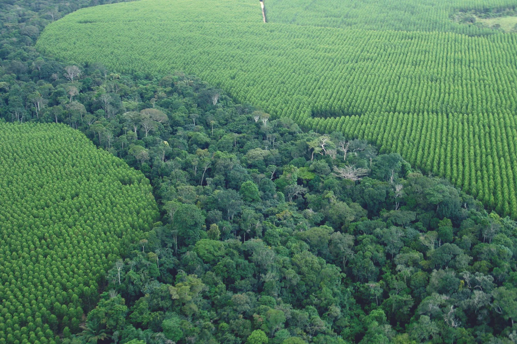 Comissão das Nações Unidas reconhece programa de restauração ambiental da Suzano entre os mais transformadores do Brasil