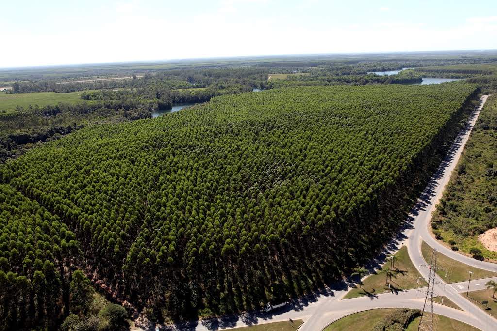 Suzano remove 11,75 milhões de toneladas de CO2e da atmosfera em 2019