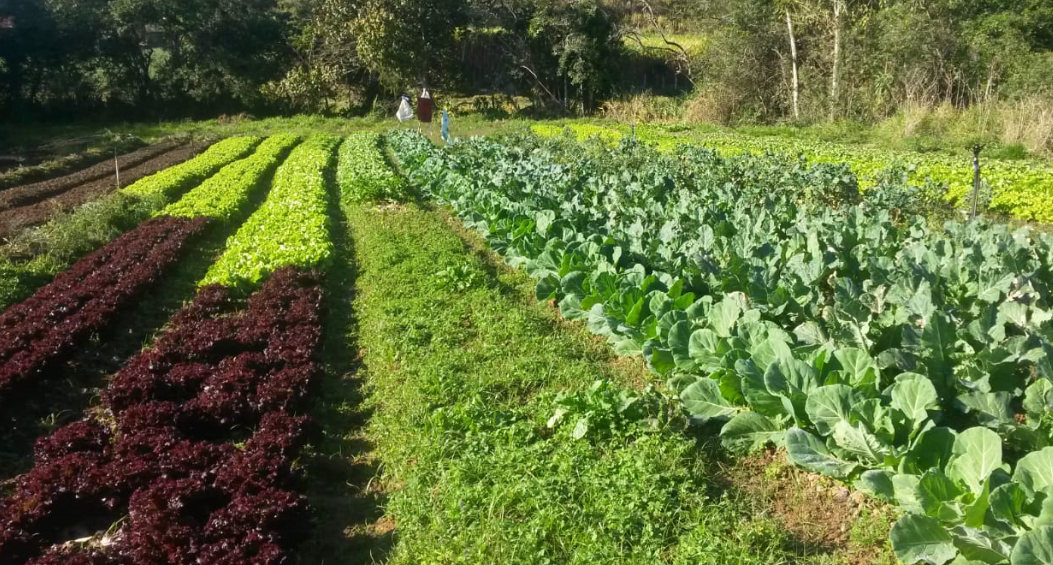 Com apoio da Suzano, campanha Divino Alimento distribui mais de1,1 tonelada de alimentos para famílias carentes de São Luiz do Paraitinga (SP)
