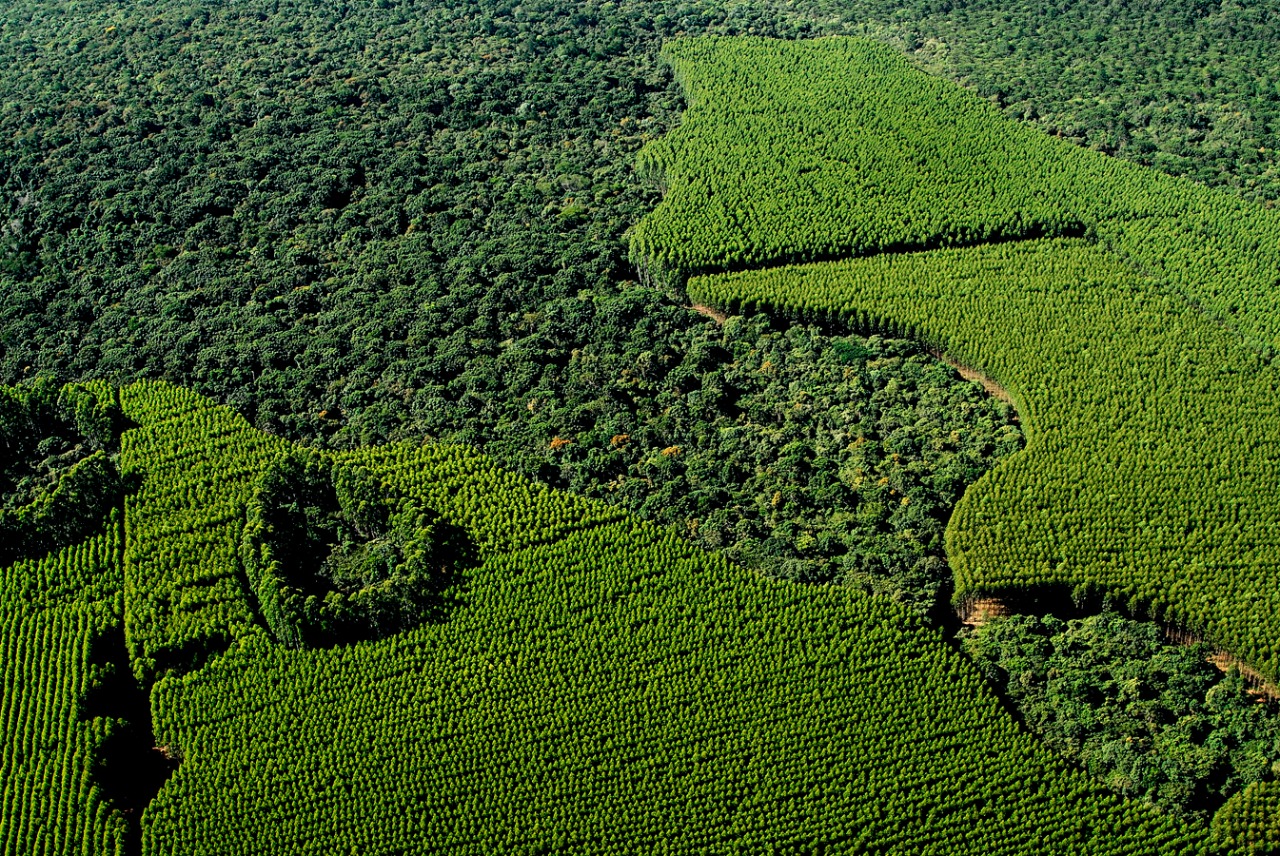 Com mais de 130 mil hectares de áreas destinadas a conservação, Suzano garante a sobrevivência de mais de 600 espécies em São Paulo