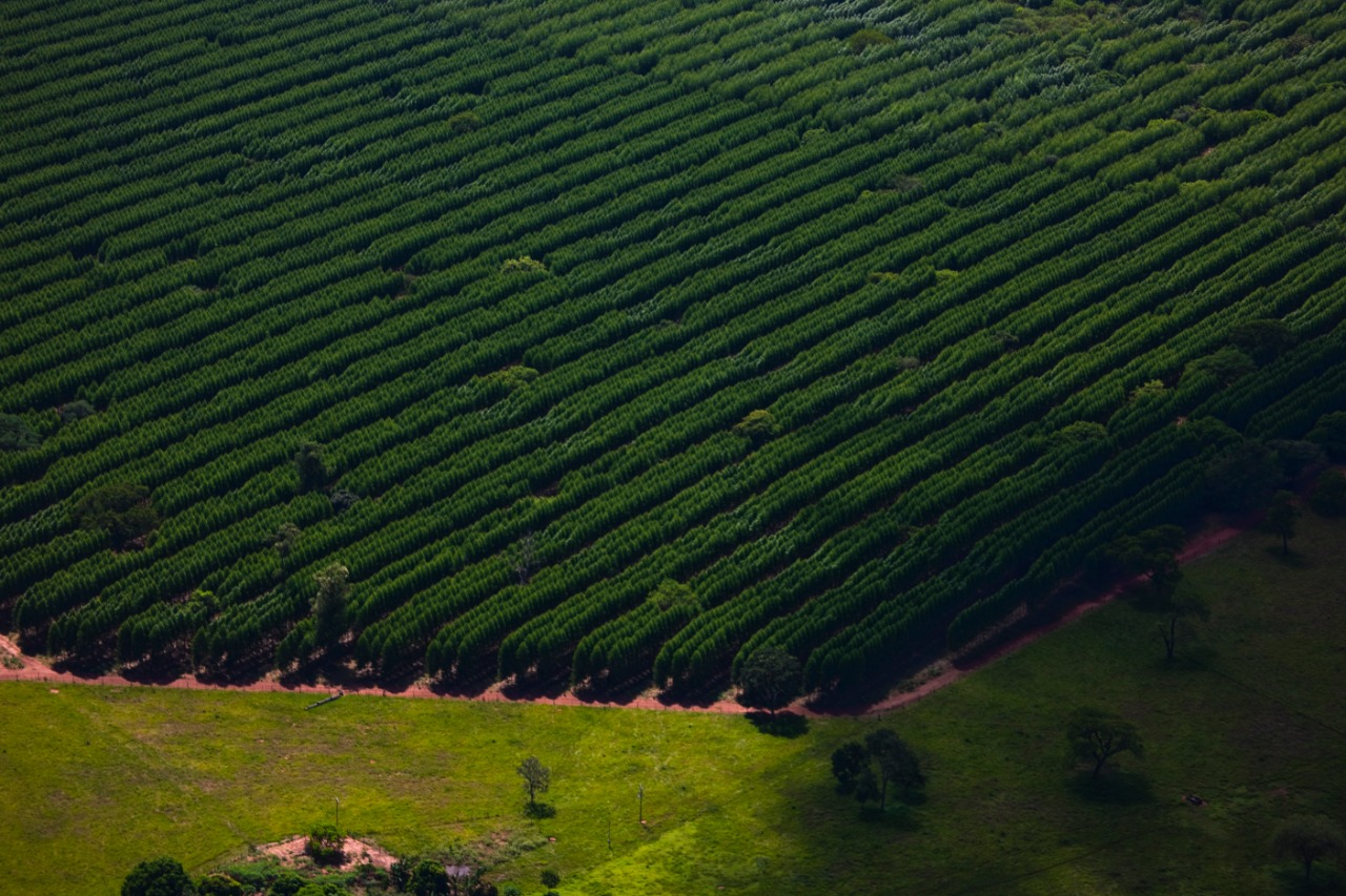 Suzano abre seleção para preencher mais de 50 vagas de empregoem Três Lagoas, Água Clara e Brasilândia (MS)