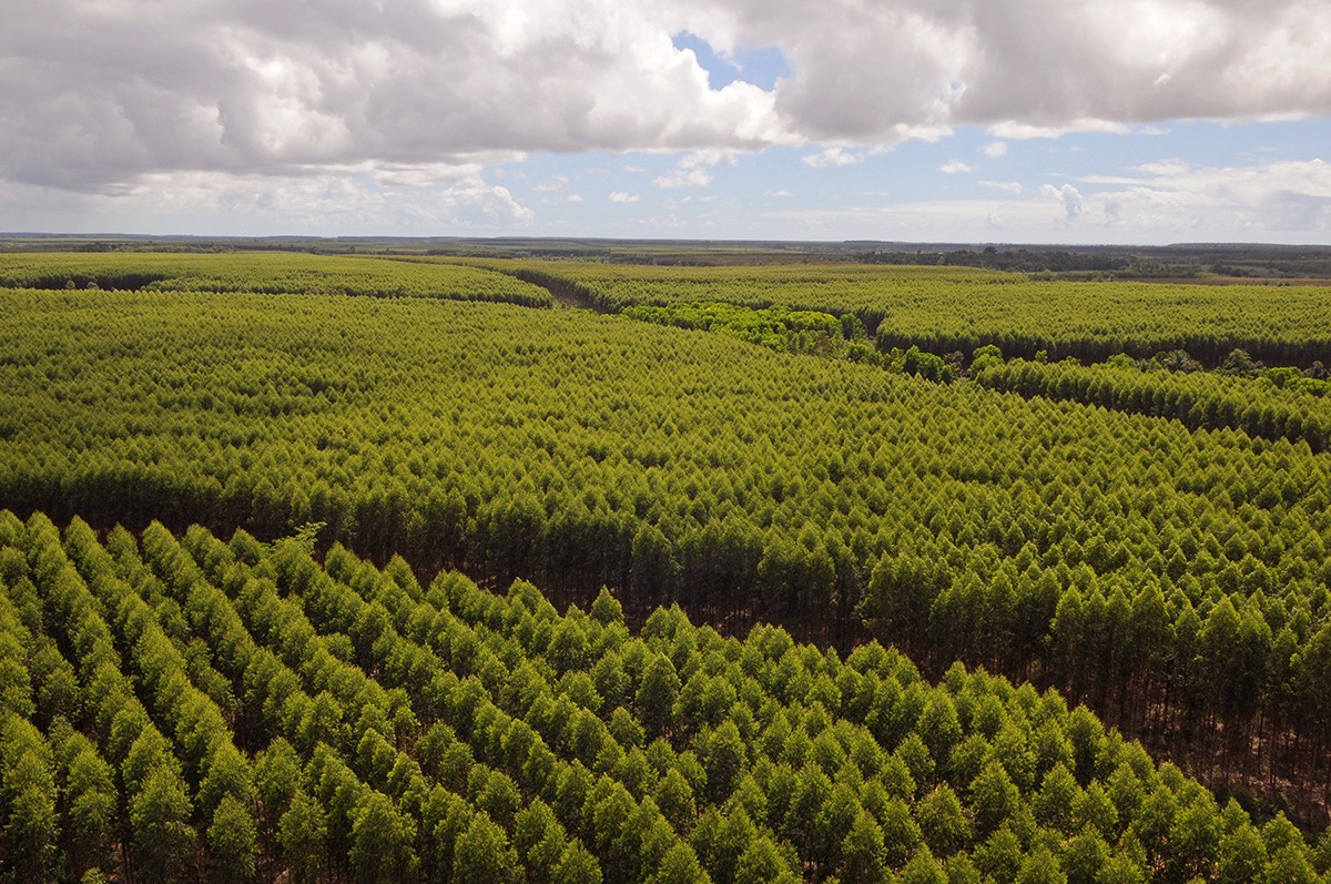 Suzano é destaque em evento da ONU com programa de recuperação ambiental