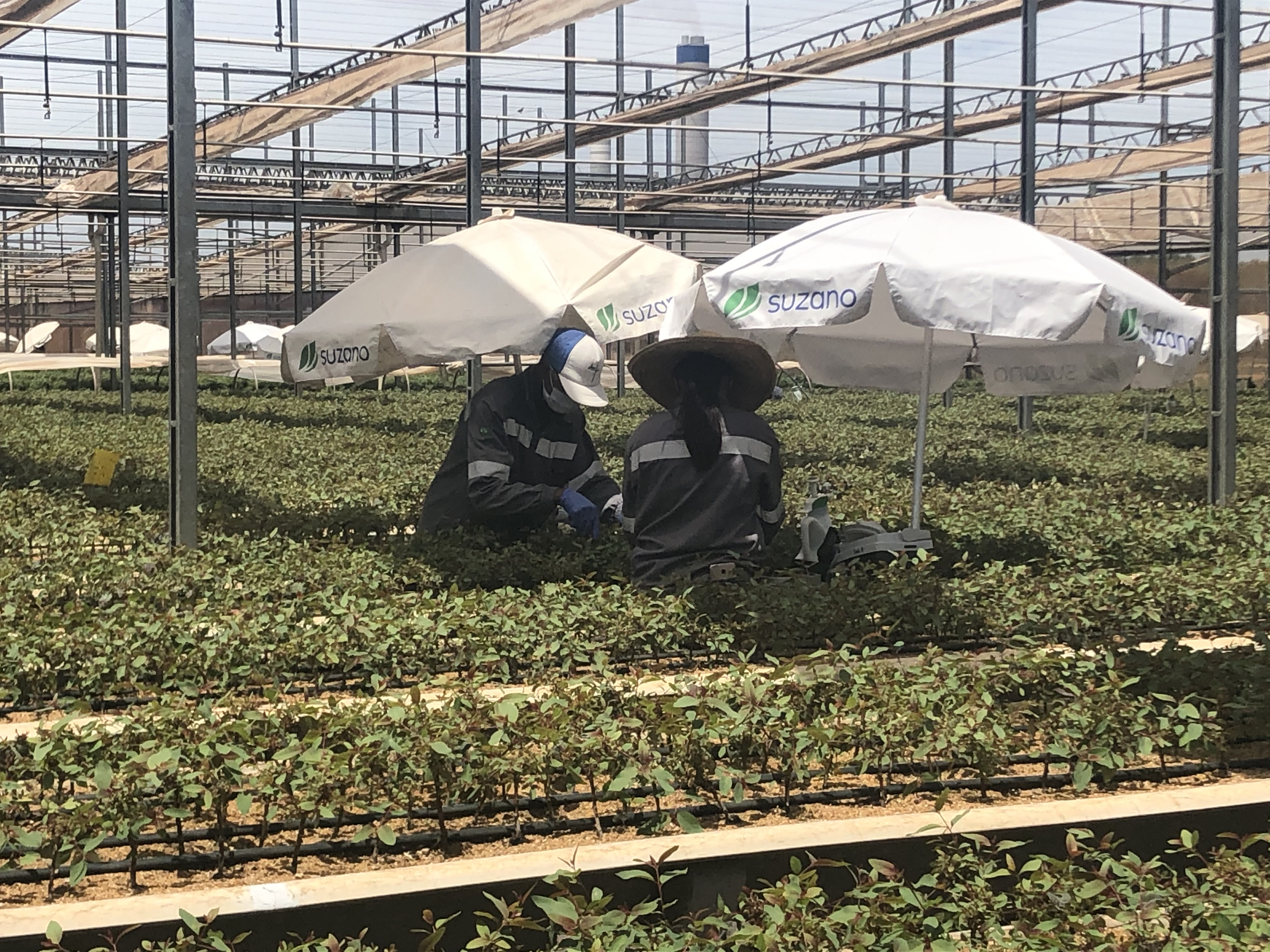 Suzano abre 55 novas vagas para a região de Três Lagoas