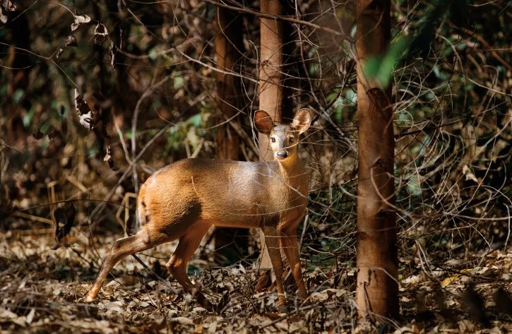 Com manejo sustentável, Suzano supera a marca de 1,3 mil espécies catalogadas em Mato Grosso do Sul