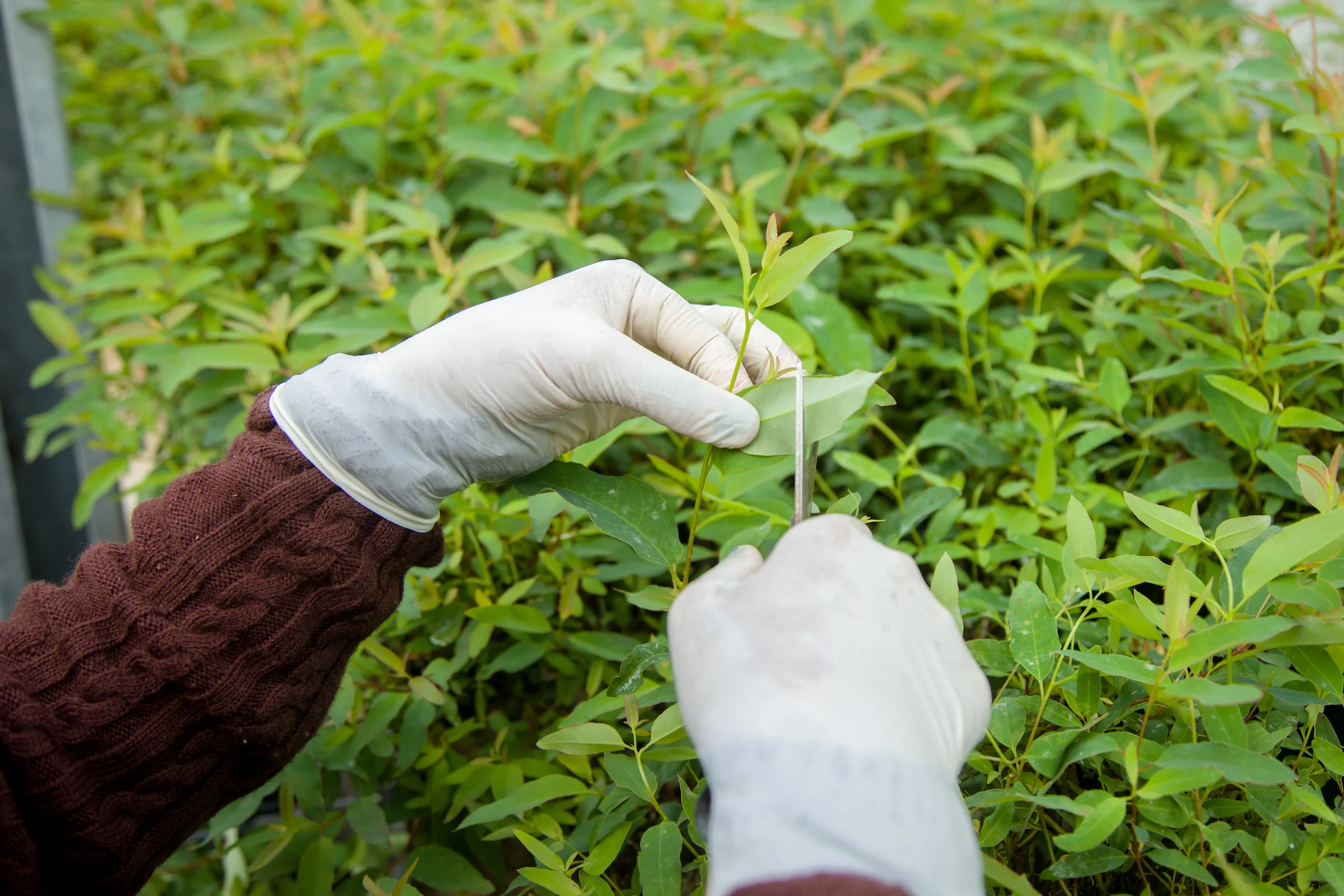 Suzano é reconhecida no Environmental Finance's 2021 Bond Awards por emissão de títulos sustentáveis