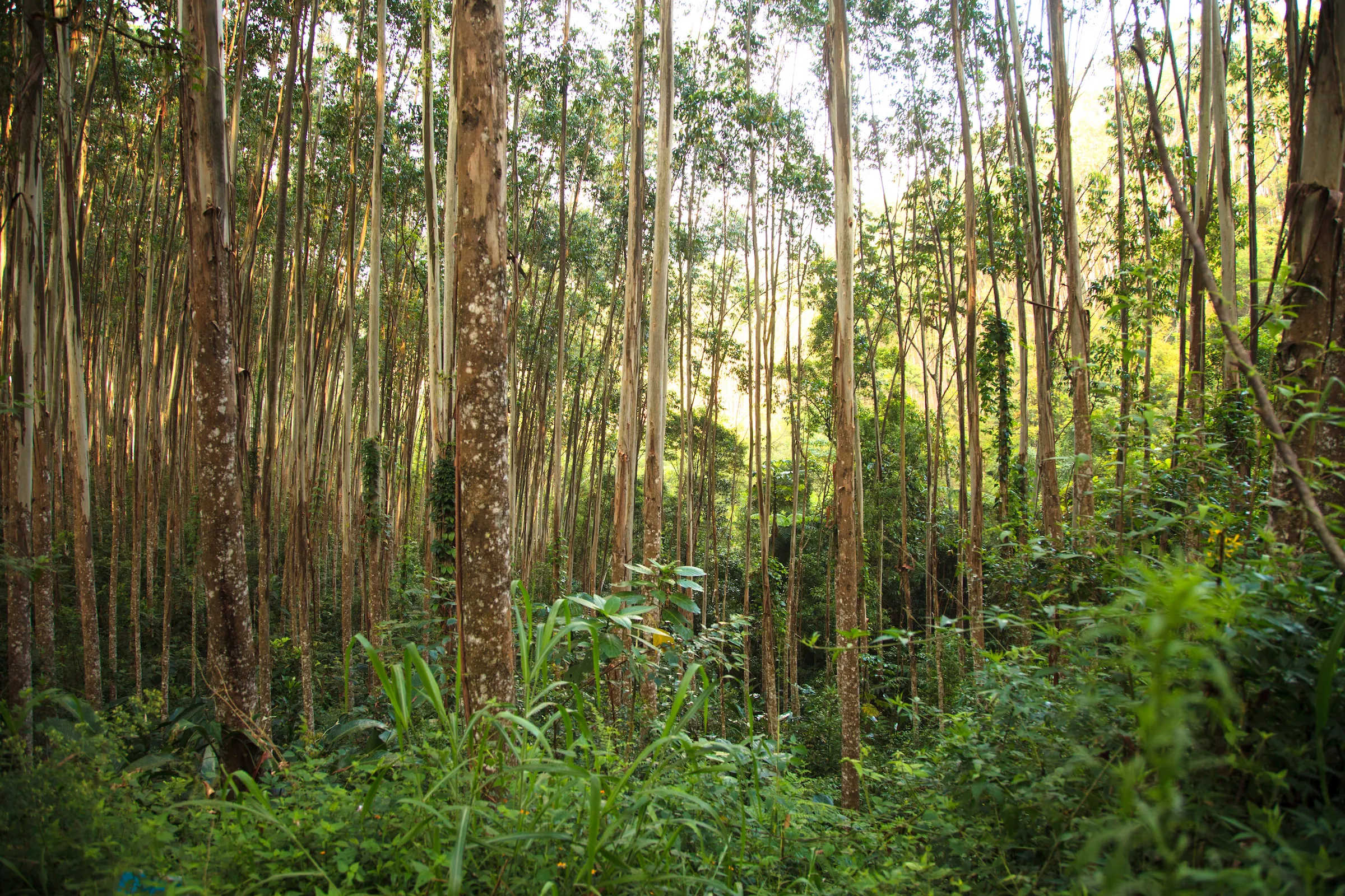 Walter Schalka, Presidente da Suzano, participa de webinar sobre agenda climática na Amazônia