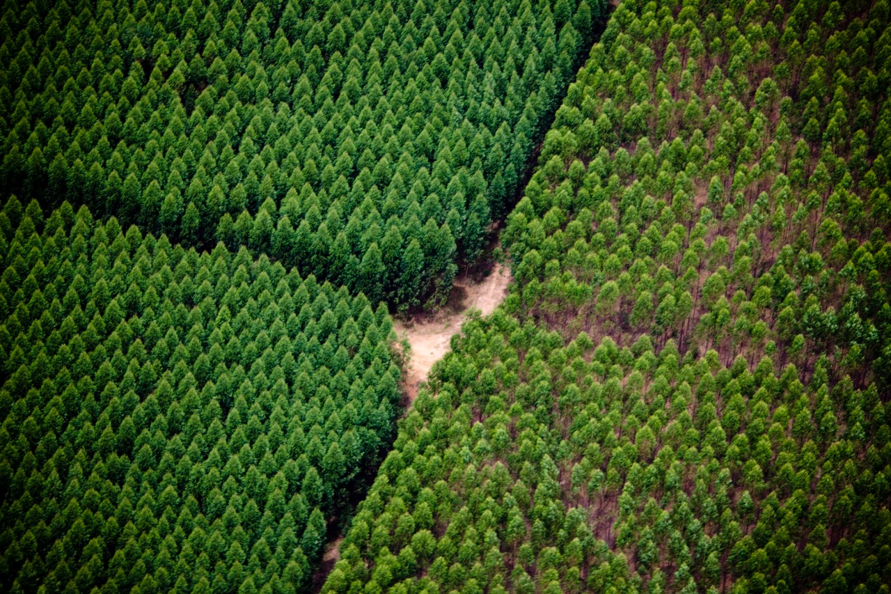 Suzano abre processos seletivos para o setor florestal de Três Lagoas (MS) e região