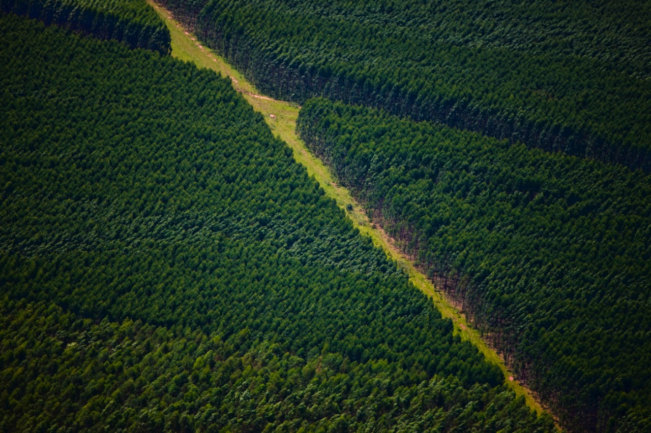 Suzano abre sete processos seletivos em Três Lagoas e Água Clara (MS)