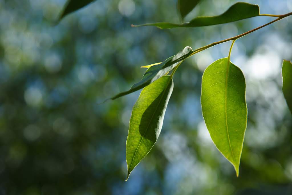 Grupo Boticário e Suzano desenvolvem embalagem de amostras livre de plásticos