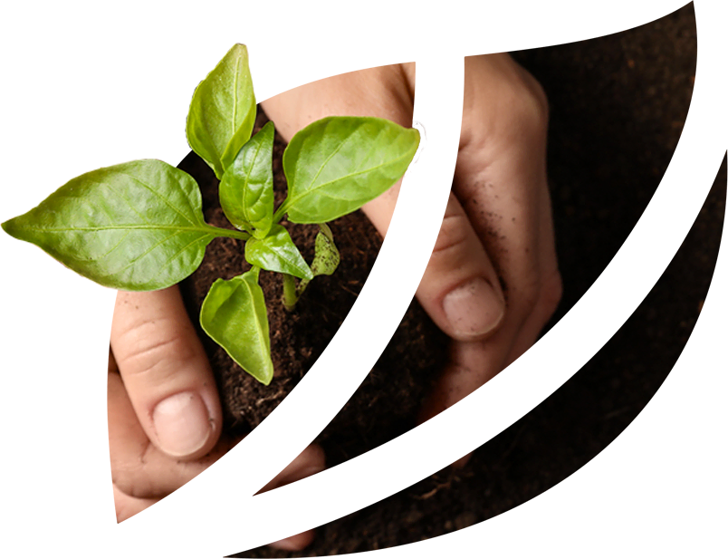 Suzano integra projeto que promete conservar, restaurar e cultivar 2,5 bilhões de árvores no mundo