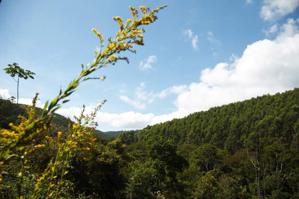 Suzano compõe carteira do Índice CDP Brasil de Resiliência Climática
