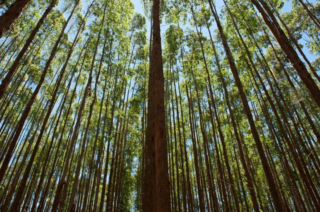 Suzano apresenta evolução de compromissos ambientais e sociais em 2021