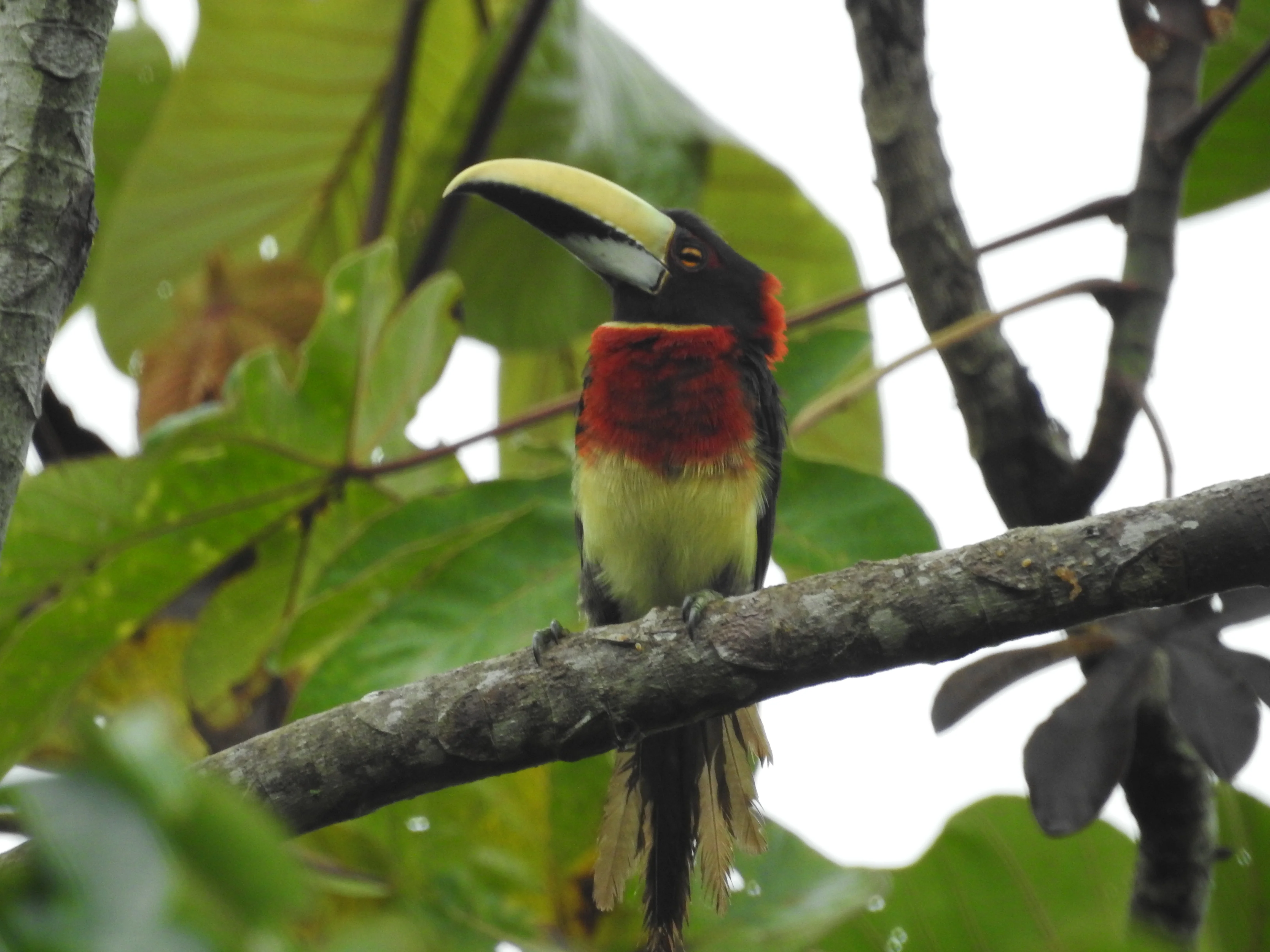 Suzano identifica novas áreas de floresta com Atributos de Alto Valor de Conservação