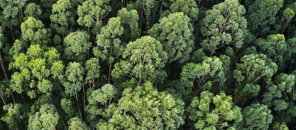 Suzano está com vagas abertas de Coordenador(a) e Técnico(a) para a área florestal em Ribas do Rio Pardo (MS)