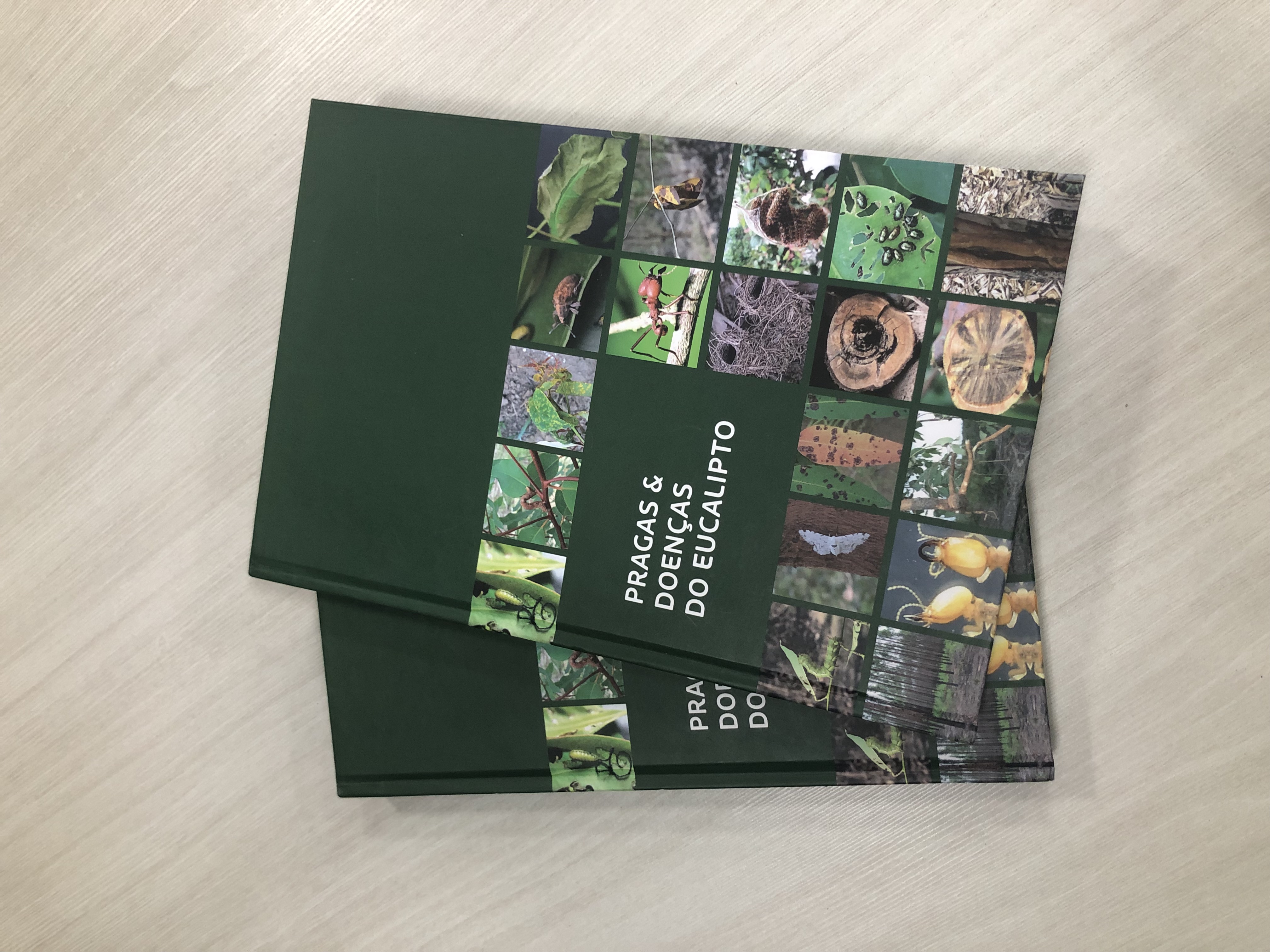 Livro reúne informações essenciais para identificação de pragas e doenças do eucalipto