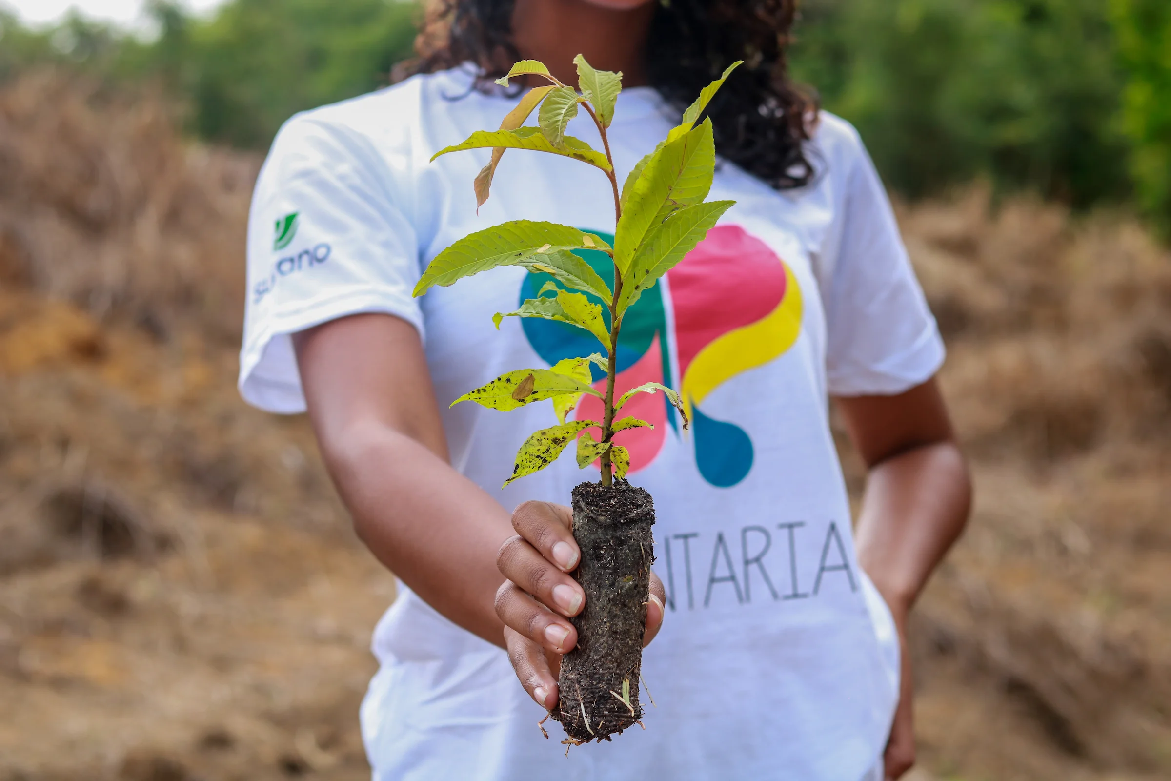 Suzano promove plantios de mudas em corredores ecológicos no Cerrado, Amazônia e Mata Atlântica
