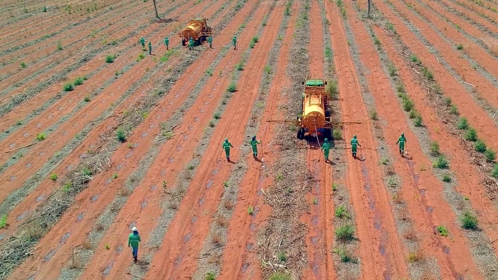 Boletim do Projeto Cerrado - Ed. 28 - Plantio em Massa