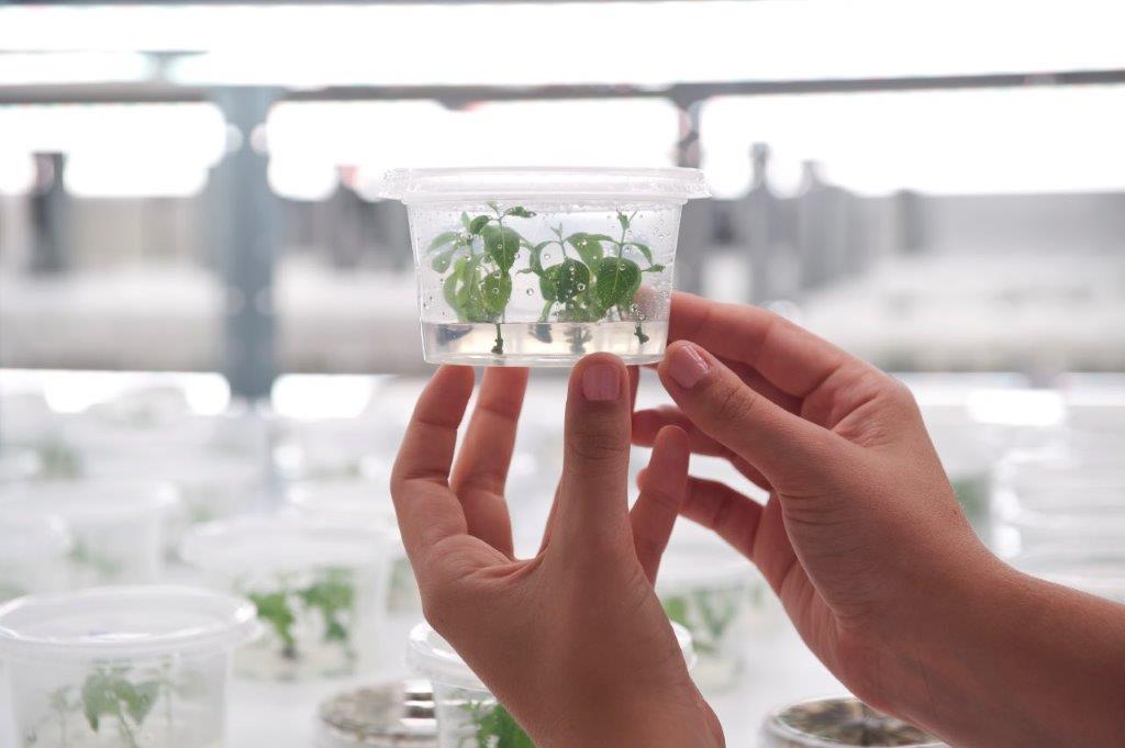 FuturaGene recebe aprovação da CTNBio
