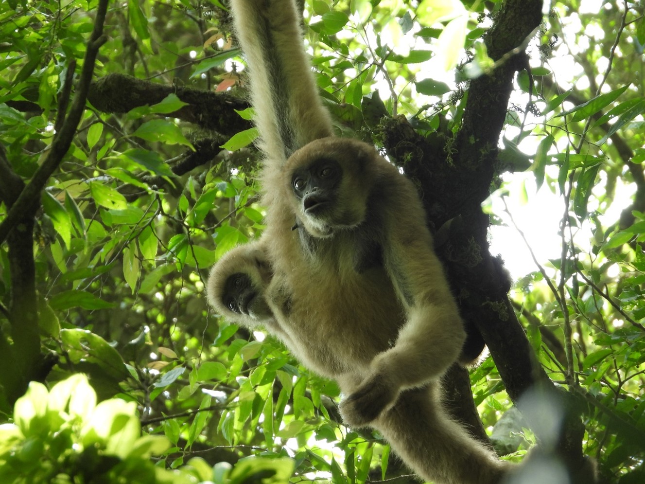 A female southern muriqui and her cub