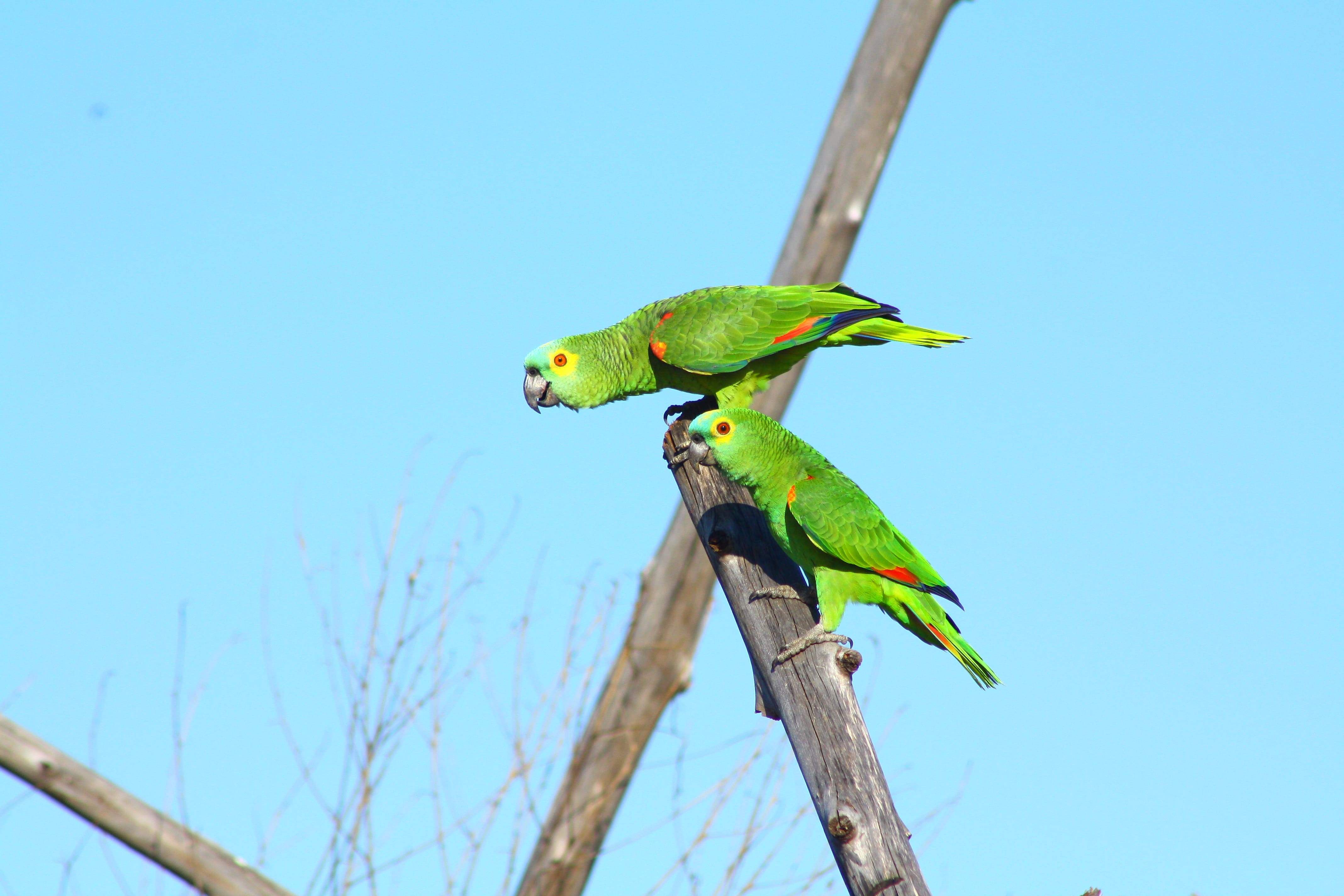 Suzano e Rainforest Alliance celebram parceria para fortalecer a conservação da biodiversidade no Pará