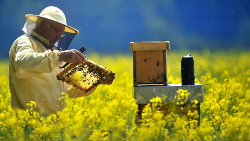Com apoio da ��������, apicultores capixabas geram renda e fortalecem produção sustentável de mel