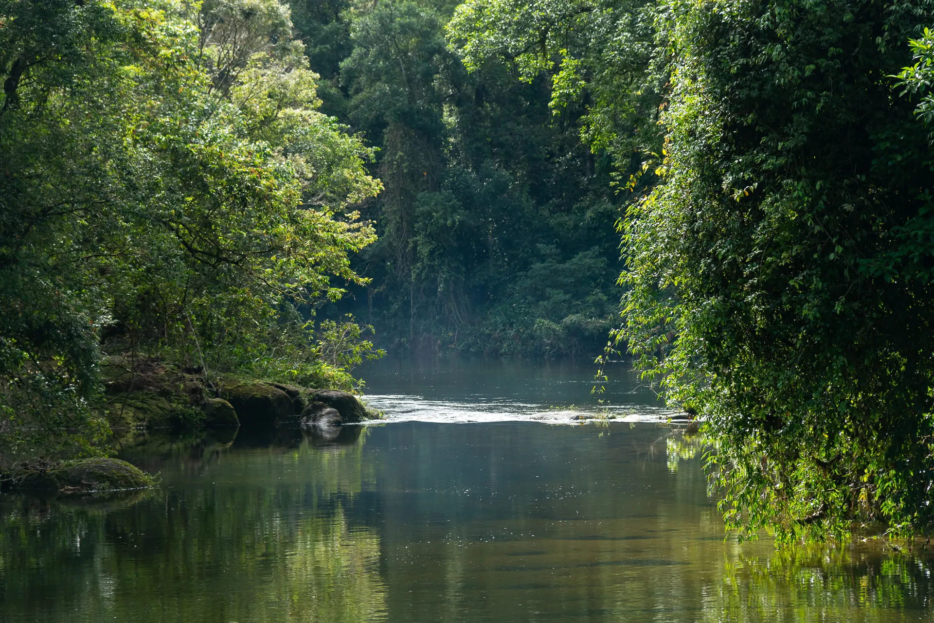 Suzano lança Estratégia de Natureza e reforça importância do tema no modelo de negócio