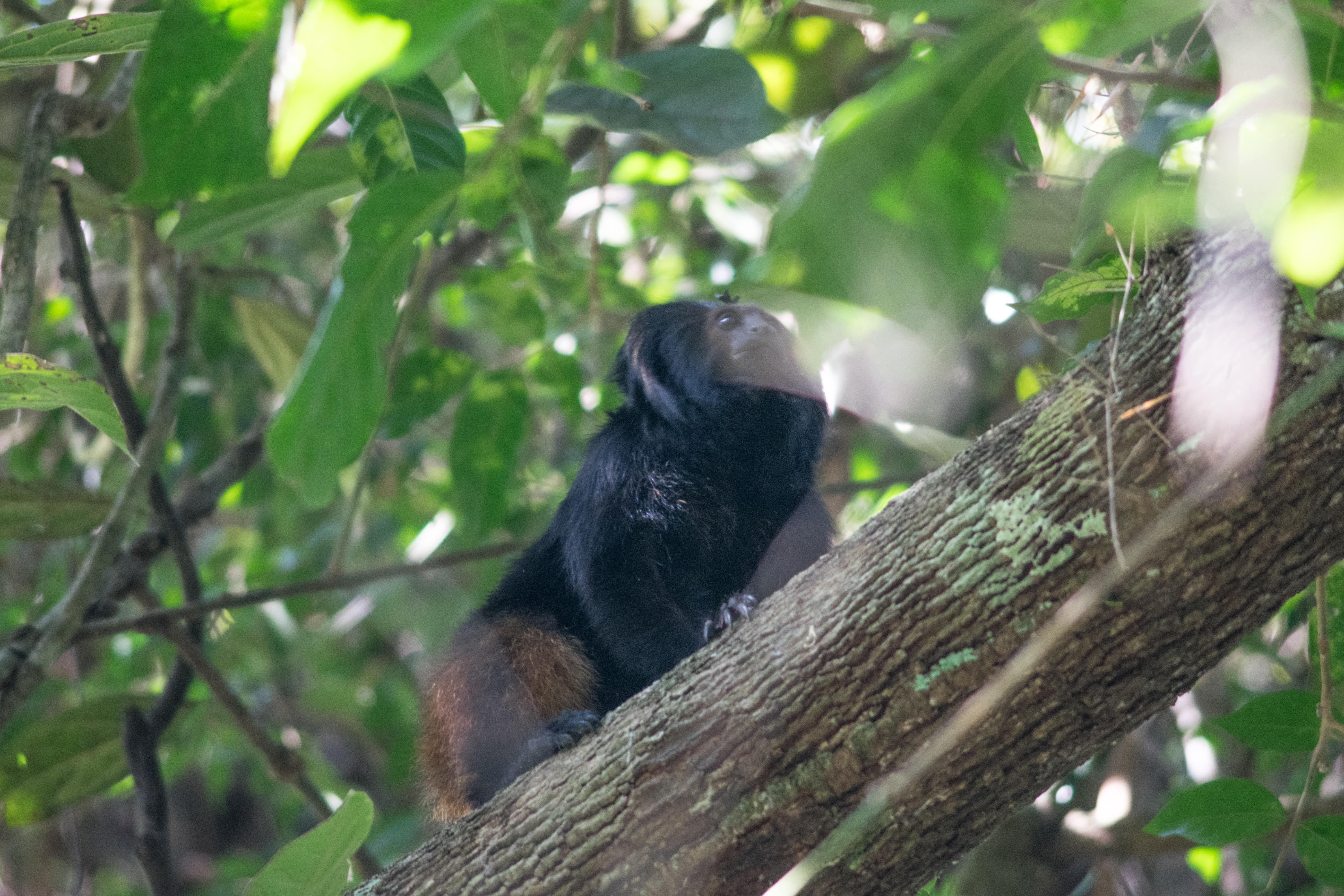 �������� identifica novos grupos de mico-leão-preto e reforça ações pela biodiversidade