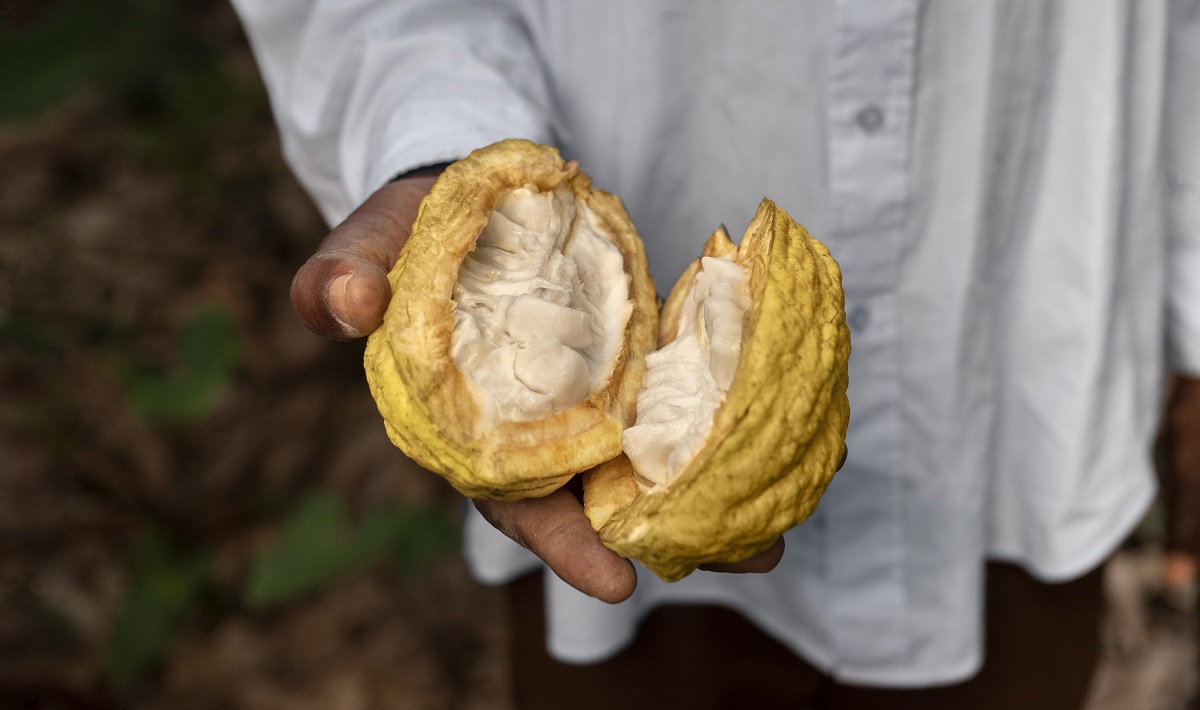 Projeto Cacau com Florestas no Extremo Sul tem meta de contribuir com a retirada de mais de 800 pessoas da pobreza na Bahia