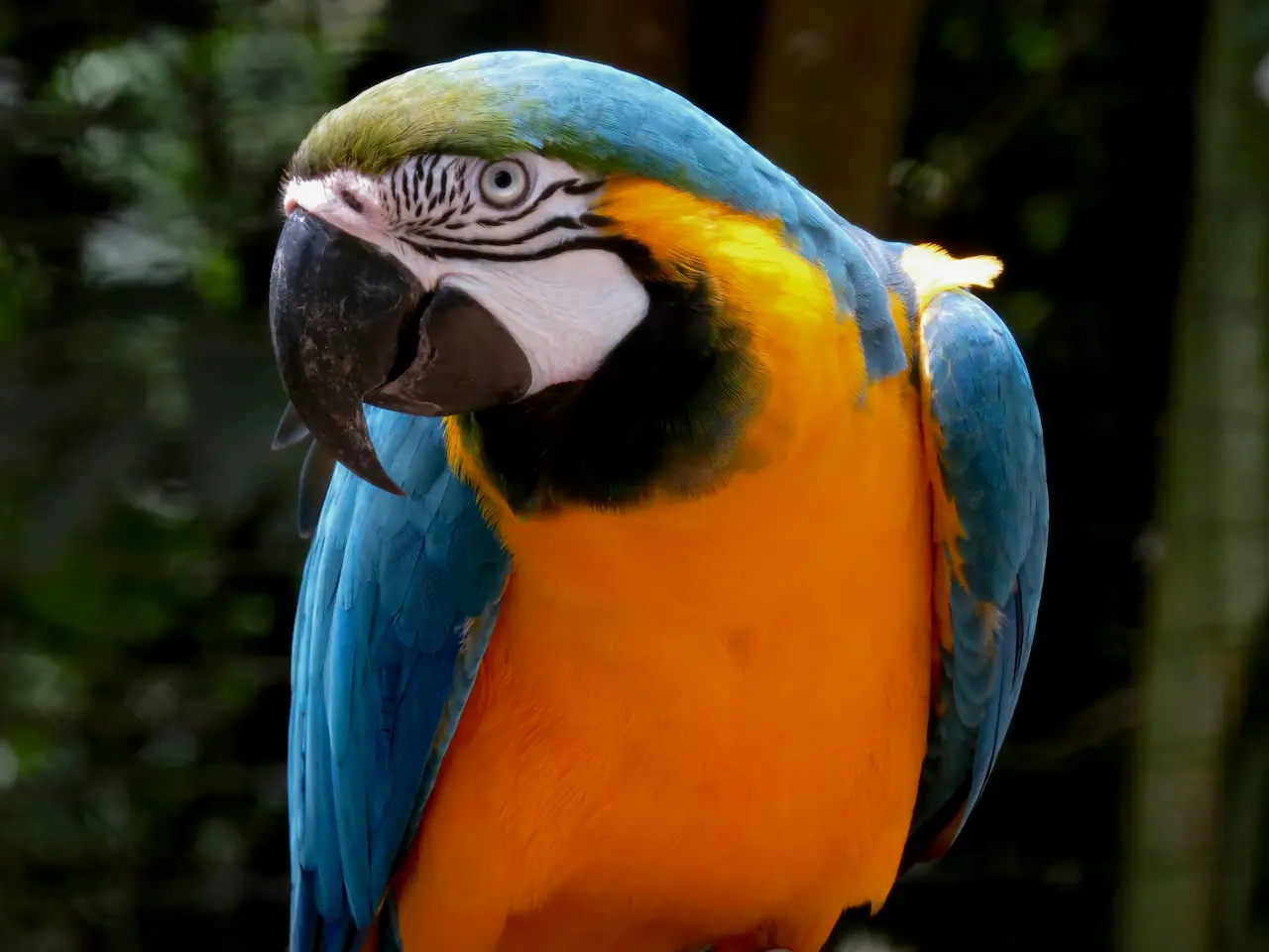 Dia da Amazônia: Suzano reforça seu legado para a conservação do bioma amazônico e fortalecimento da bioeconomia