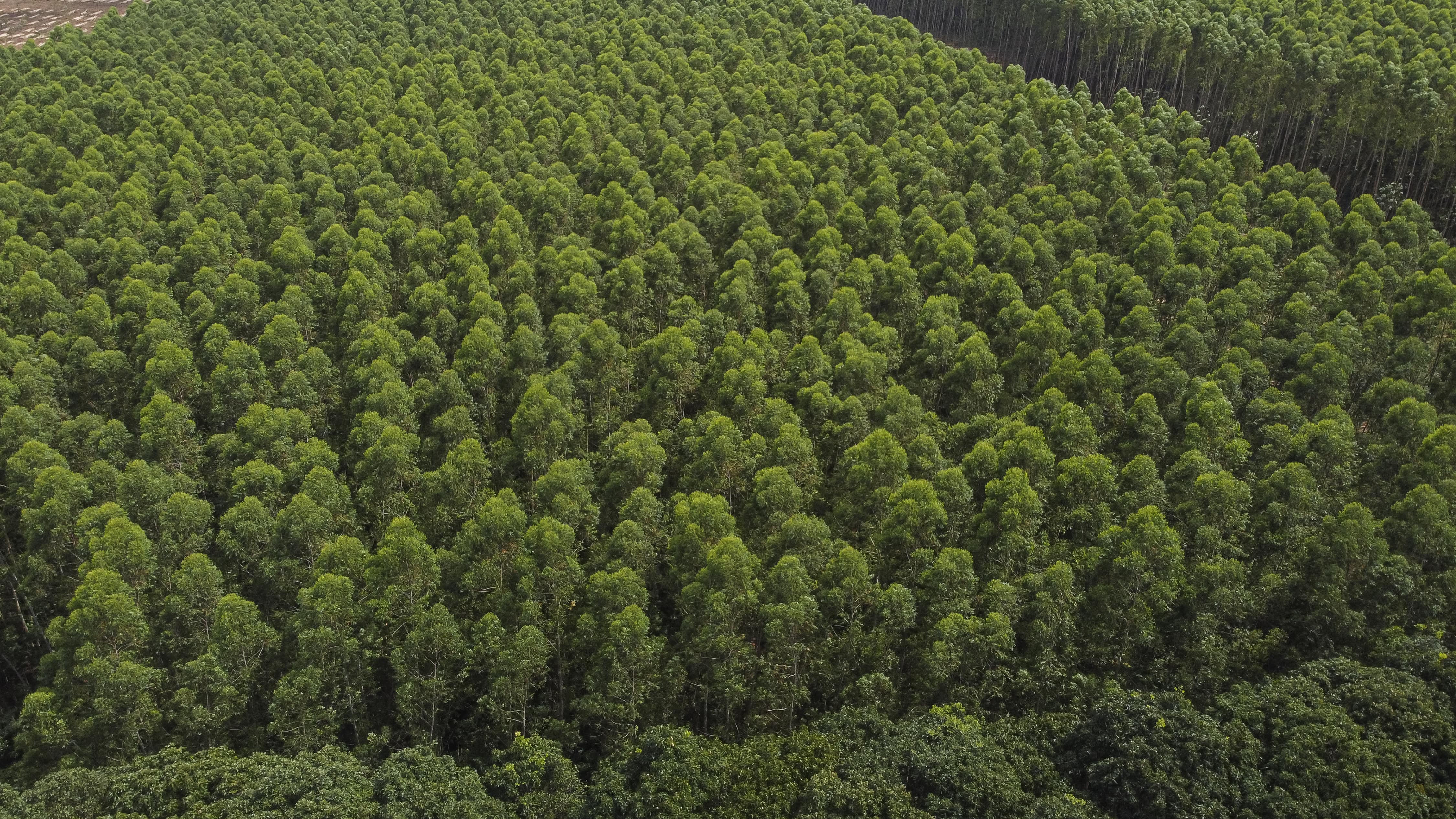 Suzano Ventures invests up to US$5 million into Bioform Technologies to further develop bio-based plastic alternatives